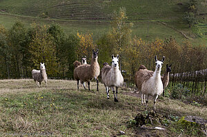 Lamas im Kinzigtal