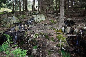 Plätscherbach im Wald