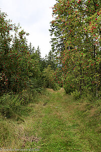 Wanderweg zum Mathisleweiher