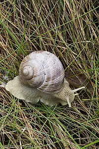 Weinbergschnecke im Tal der Mettma