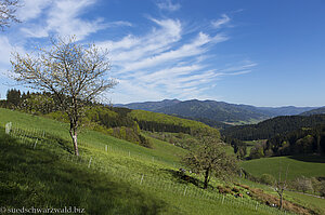 Aussicht über den mittleren Schwarzwald