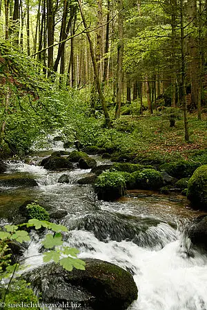 Höllbach nahe seiner Mündung