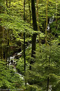 kleiner Zufluss in die Alb