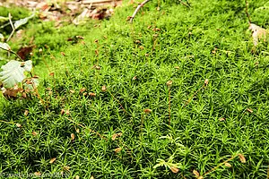 Welleniges Katharinenmoos (Atrichum undulatum)