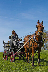 Zuchtstute Sally mit Kutscherin Inge