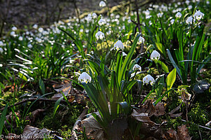 Märzenbecherblüte in den Wutachflühen