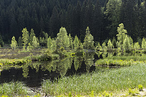 Schwimmende Insel im Buhlbachsee