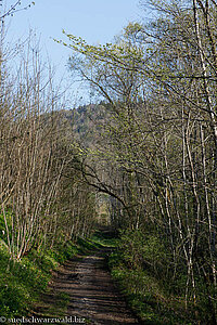 Wanderweg zu den Wutachflühen