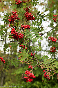 Ebereschen (Sorbus aucuparia)