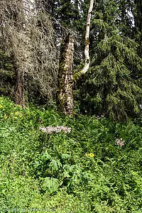 reiche Krautschicht am Waldrand