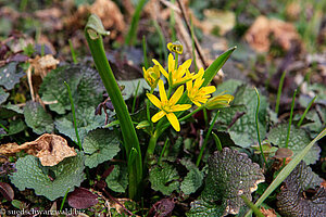 Gemeiner Gelbstern (Gagea lutea)