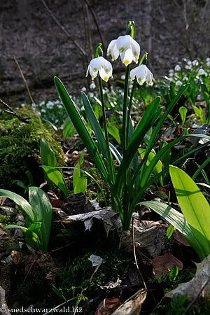 Märzenbecher (Leucojum vernum)