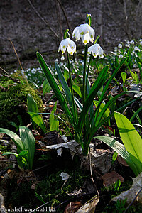 Märzenbecher (Leucojum vernum)