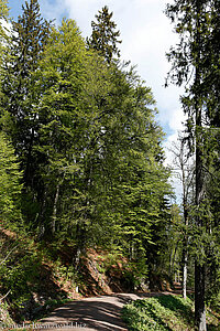 Wanderweg durch den Seebuckwald