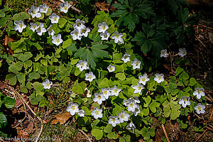 Waldsauerklee (Oxalis acetosella)