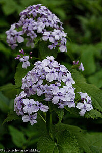 Ausdauerndes Silberblatt (Lunaria rediviva)