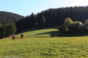 Schwarzwaldlandschaft bei Neukirch