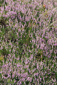 Erika in voller Blüte