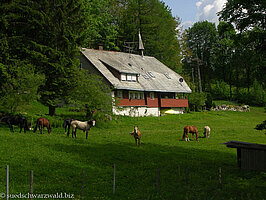 Pferdegestüt bei Horbach