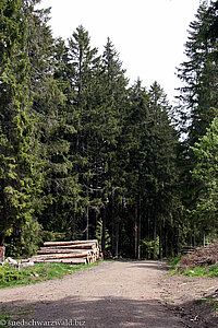 typisches Waldbild während der Wanderung