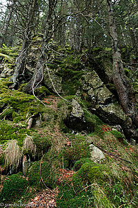 mit Moos und Farn bewachsene Geröllhalde oberhalb des Naturlehrpfads Feldberg