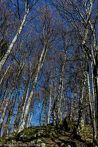 Buchenhain im Bannwald Wehratal