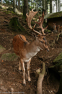 Sika-Hirsch im Wildpark