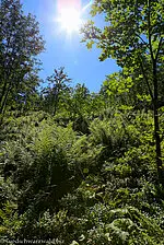 Pfadiger Abschnitt auf dem Feldbergsteig