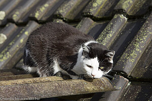 Miezekatze in Gutach