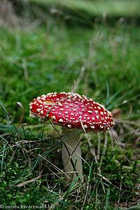 Fliegenpilz (Amanita muscaria)