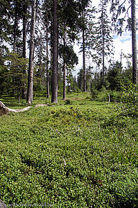 Blaubeer-Weide oberhalb des Wanderwegs