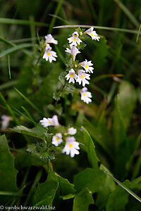 Gemeiner Augentrost (Euphrasia officinalis)