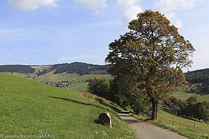 Wanderweg von Todtnauberg nach Muggenbrunn