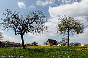 Obstbäume und Bauernhof in Blumegg