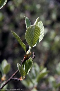 Mehlbeere (Sorbus aria)
