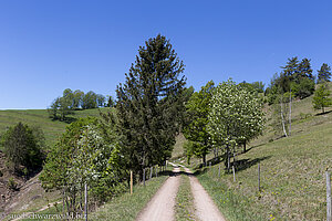 Wanderweg am Binzkopf