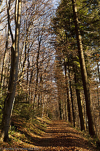 Murgleiter zwischen Gaggenau und Gernsbach