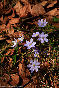 Leberblümchen (Hepatica nobilis)