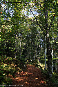 Wanderung von Schönau auf den Belchen