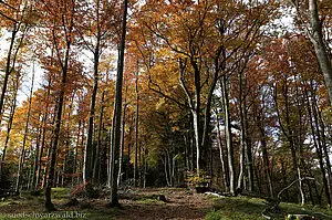 Buchenwald im Herbst