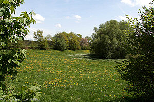 Wiese oberhalb von Frohnschwand