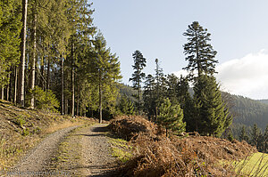 Letzter Abschnitt vom Baiersbronner Panoramasteig