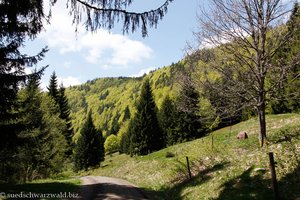 Wanderung von der Krunkelbachhütte nach Bernau-Hof