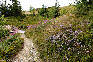 Westweg zwischen Feldsee und Seebuck