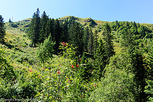 Blick hoch zum Feldberg-Gipfel