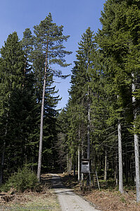 Wanderweg oberhalb dem Tonbachtal