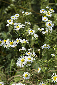 Gemeiner Feinstrahl (Erigeron annuus)