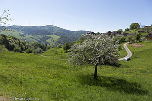 Apfelblüte bei Ehrsberg