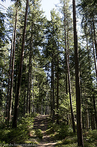 Waldpfad auf dem Satteleisteig