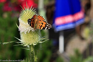 Schmetterling beim Gasthaus Heiligenbrunnen